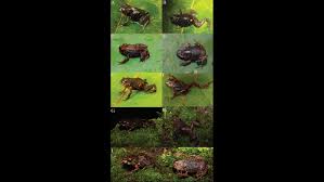 Image result for Pristimantis gladiator