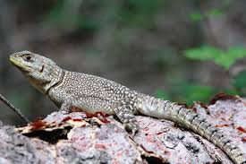 Image result for Maerua andradae