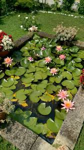 Pin By Misael Rodriguez On Garden Small Water Gardens Diy Garden Fountains Aquatic Garden