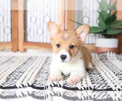 Teacup puppies for sale in miami fl, sarasota, tampa, fort myers, st petersburg, orlando florida. View Ad Pembroke Welsh Corgi Puppy For Sale Near Florida Naples Usa Adn 151101
