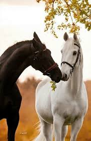 Black And White Horse Images Hd Beautiful Black Horse With A Beautiful White Horse Horses Animals Horse Love