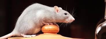 Zusätzlich gibt es je nach bundesland eine meldepflicht, wonach entdeckte ratten umgehend beim ordnungsamt der. Maus Und Ratte Worin Liegt Der Unterschied Der Kleinen Nager Attensam