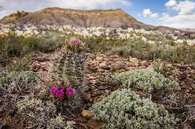 Image result for Sclerochiton coeruleus