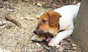 How To Stop A Dog From Eating Rocks Pawversity