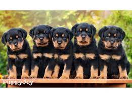 Stunning rottweiler puppies is a business that specializes on luxury, purebred rottweilers for sale. Rottweiler Puppies For Sale In Puerto Rico Pr Purebred Rottweilers Puppy Joy