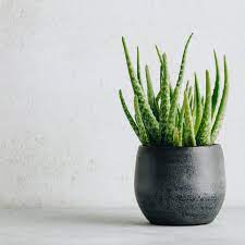 Place some of the soil mix in the pot, place the aloe plant into the pot and then cover the root ball with soil. Aloe Vera Plant Care Growing Guide