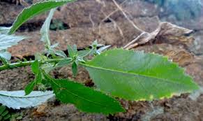 Image result for Laggera crispata