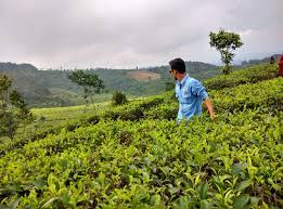 Obyek wisata kebun teh majalengka cipasung terletak di desa cipasung kecamatan lemah sugih, sekitar 52 km atau 2 jam berkendara dari pusat kota majalengka ke sebelah selatan. Inilah 10 Objek Wisata Di Majalengka Yang Super Seru Dan Kekinian Banget Tempat Wisata Terbaik