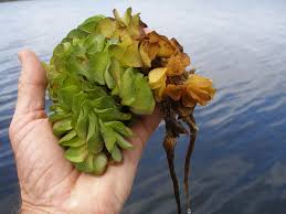 Availability of services may vary by geography. Salvinia Declared Pest Agriculture And Food