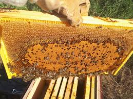 الأغذية الطبيعية