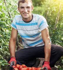 Fournisseur Alimentaire Restauration Fruits Et Legumes