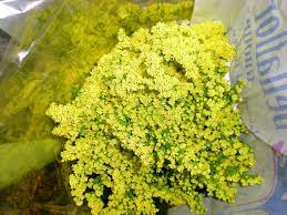 Morning Glory Solidago Herbs Morning Glory Vegetables