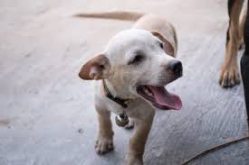 If you suspect that your dog could have ingested too much tylenol and has been poisoned, there are some clear signs to look for. Can I Give My Dog Tylenol Canna Pet