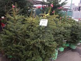 .cei de la emag deja au listat brazii de craciun in varianta naturala, insa ei vor fi disponibili spre livrare incepand cu data de 20 noiembrie 2015. Au ApÄƒrut Primii Brazi In PieÈ›ele Din TimiÈ™oara De Unde Sunt AduÈ™i È™i La Ce PreÈ›uri Se Vand