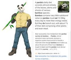 One of my biggest pet peeves with beastars is the fact Gohin eats bamboo.  Pandas only eat it out of laziness, availability, and low energy. I feel  like in this world, Gohin