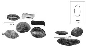 Image result for Dolichos gululu