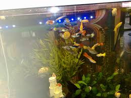 Meine guppy weibchen hat vor 2 tagen nachwuchs bekommen und ich würde gerne wissen wann sie ausgewachsen sind b.z. Fische Guppys Tieranzeigen