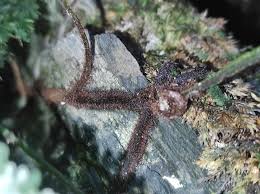 Image result for Vandenboschia gigantea