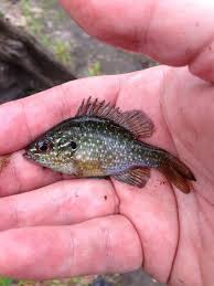 The ocean sunfish or common mola (mola mola) is one of the heaviest known bony fishes in the world. Let S See Your Baby Fish Catches Lots Of Pics Micro Fishing Nanfa Forum