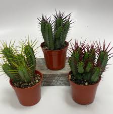 Image result for Euphorbia espinosa