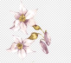Sketsa ini juga di pakai untuk dapat memaparkan gagasan awal seperti konsep ataupun ide mengenai sesuatu hal. Adobe Illustrator Flower Bunga Yang Dilukis Dengan Tangan Cantik Cat Air Efek Lukisan Cat Minyak Bunga Daun Lukisan Cat Air Bermacam Macam Png Pngegg