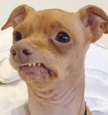 Tuna Melts My Heart The Underdog With The Overbite Pin By Lanie Miller On Tuna Melts My Heart Tuna Dog Dogs Cutest Dog Ever