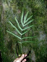 Image result for Polypodiaceae