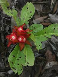 Image result for Ochna macrocalyx