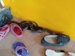 Ular ini berkembang biak dengan bertelur dan telur telurnya dijagai oleh betina hingga menetas. This Is Hidupan Liar Ular Sawa Tikus Depan Rumah