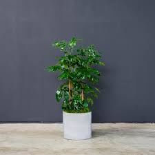 Image result for Trichilia