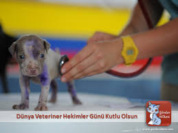 Veteriner hekimler antimikrobiyel dirençle mücadelede çok önemli görevler üstlenmektedir. Gunler Ulkesi Dunya Veteriner Hekimler Gunu Kutlu Olsun