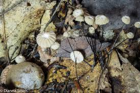 Image result for Marasmius sp.