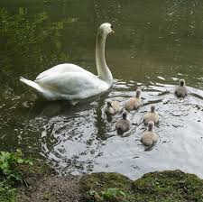 Munich Germany Munchen Deutschland Untergiesing Schwane Im Entenweiher Des Freibadbachl Munchen Deutschland Schwan Und Munchen