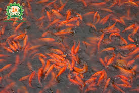 Đặc biệt vào những dịp tết đến xuân về, ngoài. Cach Nuoi Ca Chep Vang Cho Hiá»‡u Quáº£ Kinh Táº¿ Cao