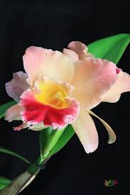 Cattleya Hybrid Red And Salmon Cattleya Orchids Flowers