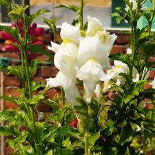 Image result for Antirrhinum