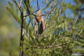 Image result for Peltophorum africanum