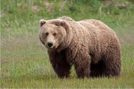 الدب الأسود الأمريكي bear pictures brown bear bear species