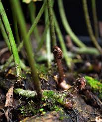 Image result for Lomariopsis