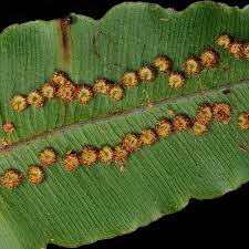 Image result for Oleandra distenta