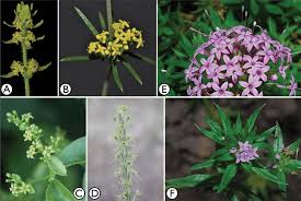 Image result for Galium scabrellum