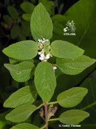 Image result for Lippia oatesii