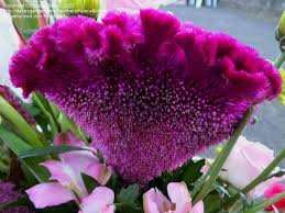 Full Size Picture Of Cockscomb Cristata Group I Celosia Argentea Var Cristata I Beautiful Flowers Types Of Flowers Flowers Photography