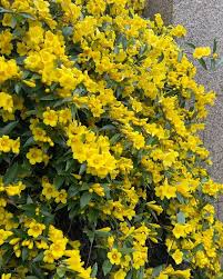 Image result for Gelsemium