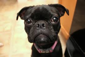When it comes to appearance, a pugin will usually have an even mix of boston terrier and pug characteristics. My Foster Annabelle She Is A 9 Month Old Bug Boston Terrier Pug Mix She S Such A Sweetheart Check Out Boston Terrier Pug Pug Mix Boston Terrier Love