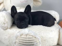 Rare frenchie color is not better. Our Guide French Bulldog Colors And Color Patterns Dream Valley Frenchies