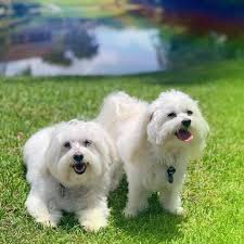 Allergies are sensitive depending on the puppy, multiple puppies will make it hard to determine allergic reaction. Maltese Puppies Available For Sale Home Facebook