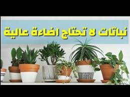 نباتات داخلية لا تحتاج إضاءة عالية داخل البيت Youtube Plants Garden Basic