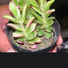 Image result for Anacampseros subnuda