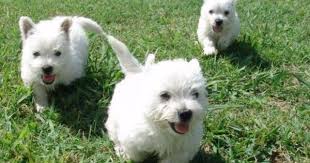 West Highland White Terrier Pups At Play Westie Puppies Westies Terrier Puppies